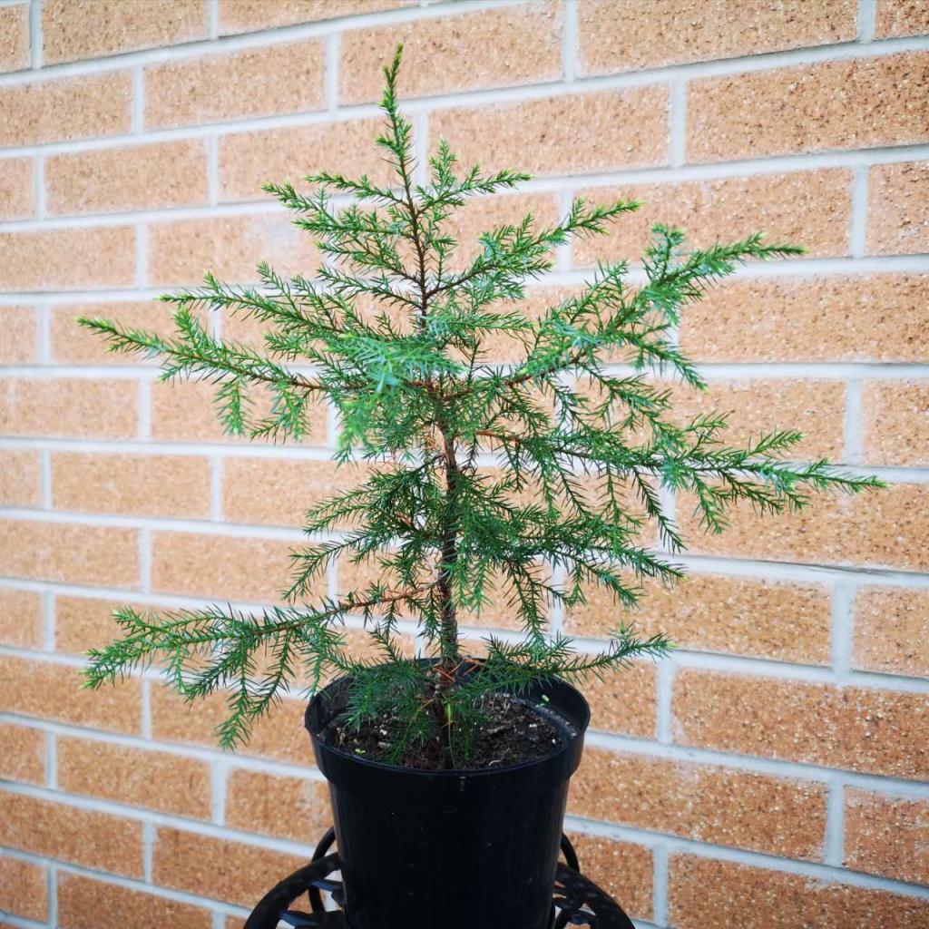 Small Pine Tree Grown from Seed