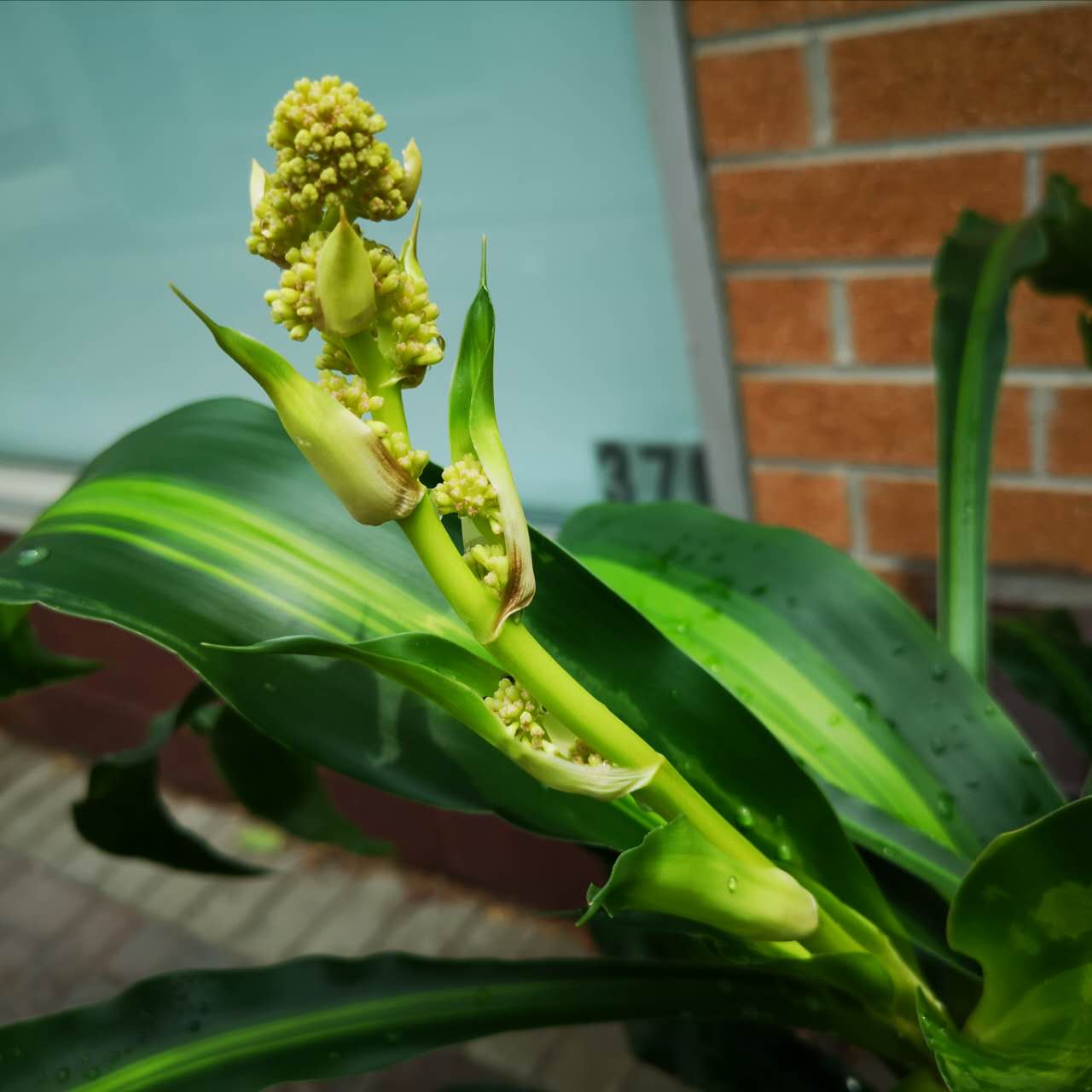 Rare! Blooming Dracaena Massangeana – 4 Stems, Ceramic Pot Included